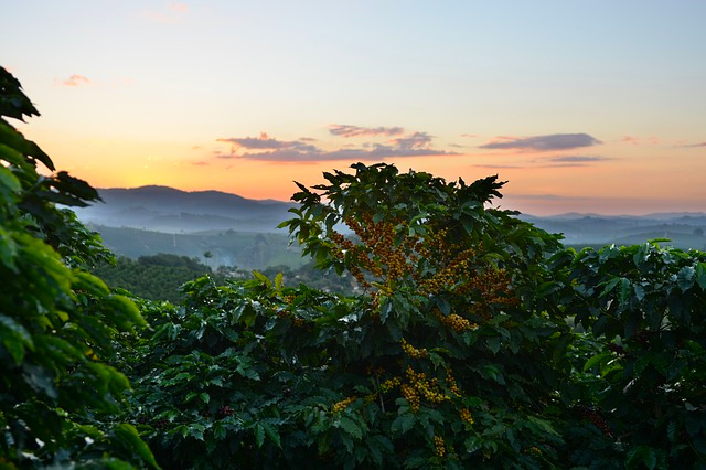 Kawa Świeżo Palona Indie Monsooned Malabar AA Arabica Plantacja